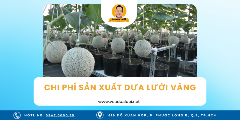 Vua Dưa Lưới - Dưa Lưới Sạch - Giá Dưa Lưới Vàng Chuẩn VIETGAP Chi phí sản xuất dưa lưới vàng - vuadualuoi