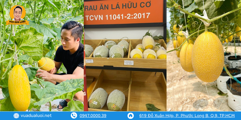 Vua Dưa Lưới - Dưa Lưới Sạch - Giá Dưa Lưới Vàng Chuẩn VIETGAP Dưa lưới sạch - dưa lưới theo chuẩn Vietgap cơ hội của người nông dân