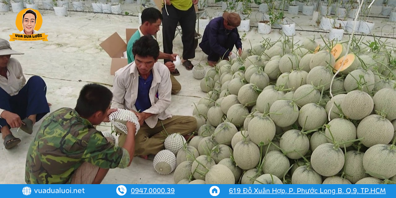 Vua Dưa Lưới - Dưa Lưới Sạch - Giá Dưa Lưới Vàng Chuẩn VIETGAP Trái dưa lưới vàng tiếp cận gần với người có thu nhập thấp