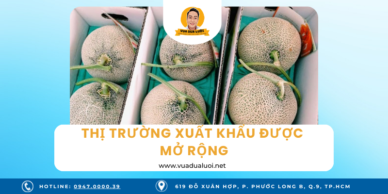 Vua Dưa Lưới - Dưa Lưới Sạch - Giá Dưa Lưới Vàng Chuẩn VIETGAP Dưa lưới ngày càng được xuất khẩu mở rộng ra thị trường thế giới