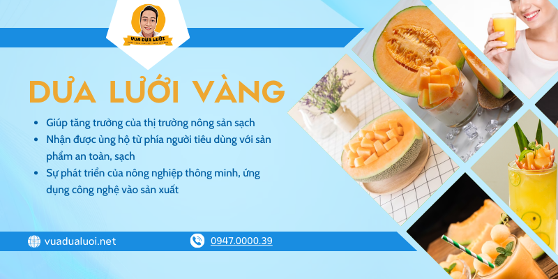 Vua Dưa Lưới - Dưa Lưới Sạch - Giá Dưa Lưới Vàng Chuẩn VIETGAP Quả dưa lưới vàng tạo những triển vọng của thị trường nông sản sạch