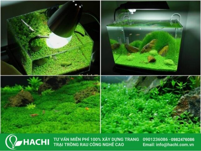 Cách Trồng Hạt Giống Thủy Sinh Hiệu Quả Từ A Đến Z