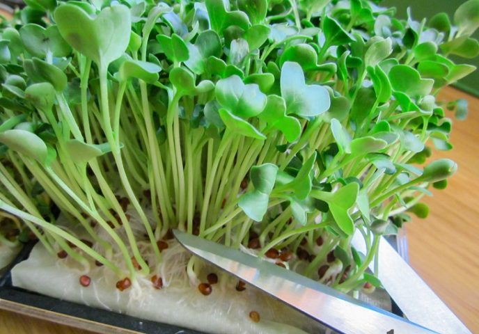 Cách Trồng Rau Mầm Bằng Giấy Ăn Đơn Giản Tại Nhà