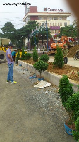 Cách Trồng Cây Ngâu Tại Nhà: Hướng Dẫn Chi Tiết Từ A-Z